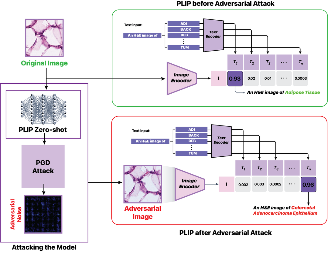 Adversarial Attacks on Vision Language Models in Pathology Imaging